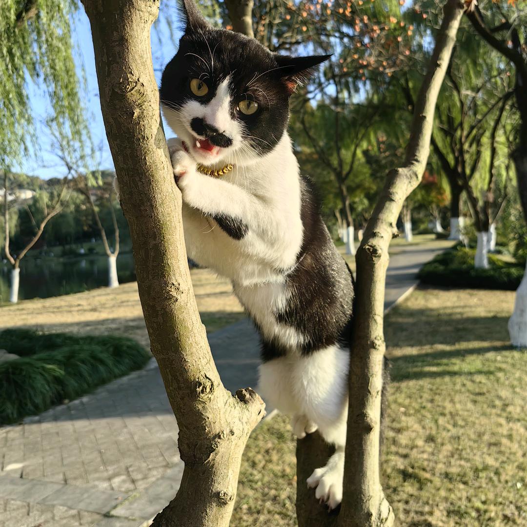 苹果是个猫