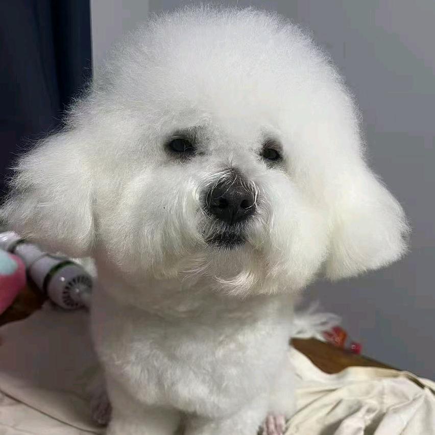 熊仔多多