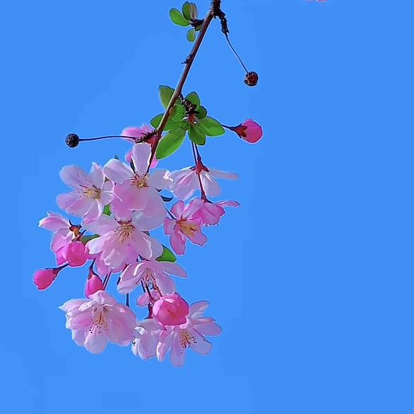 暖冰梅