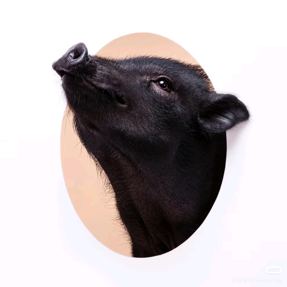 眉山猪哥哥大型种猪养殖场