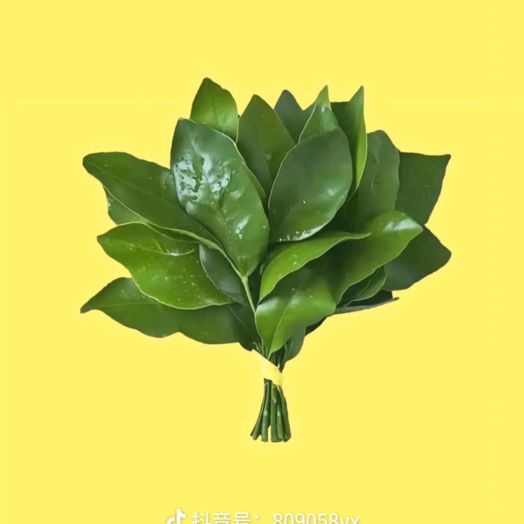 新新吖