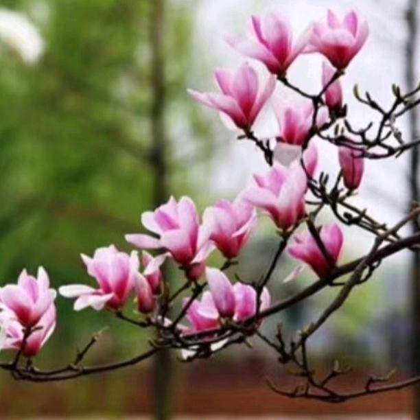 芒果探戈