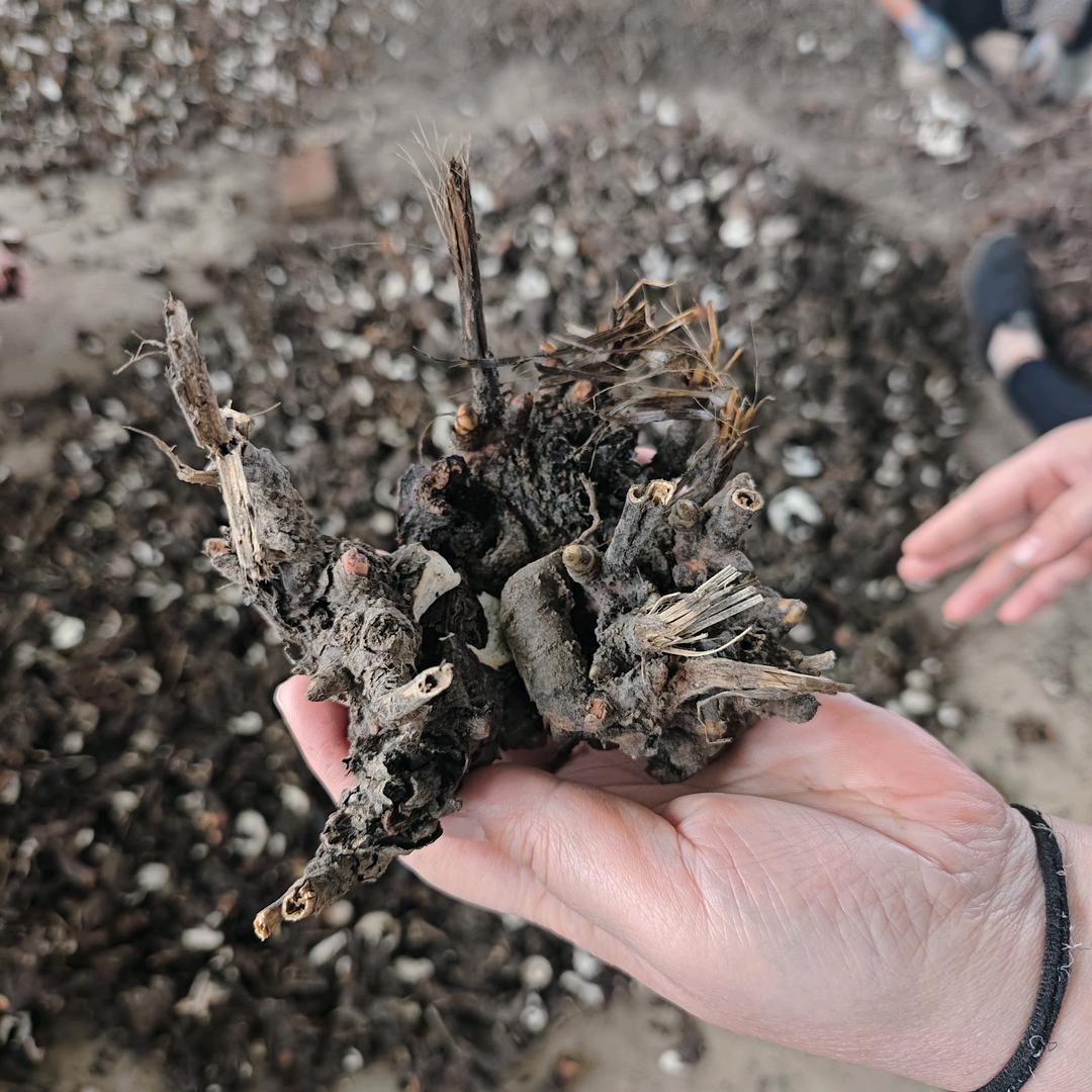 中药材种植-张爽