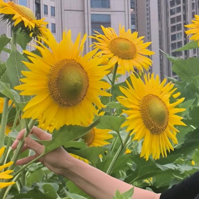 心向太阳🌞