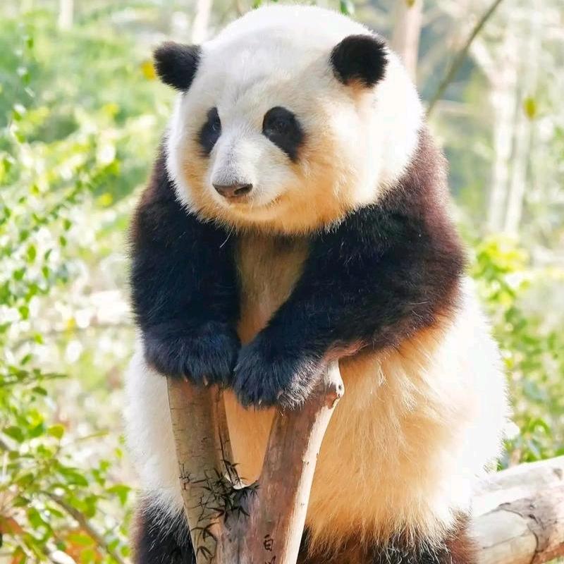 藏起来的大白²⁵²