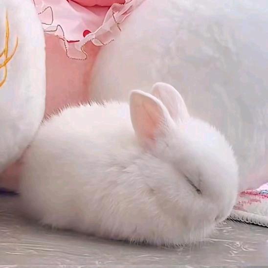 长乐未央🐰