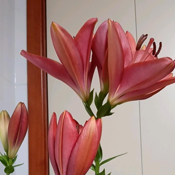 桂姐