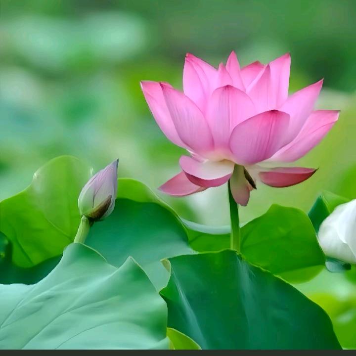 平平安安活到老