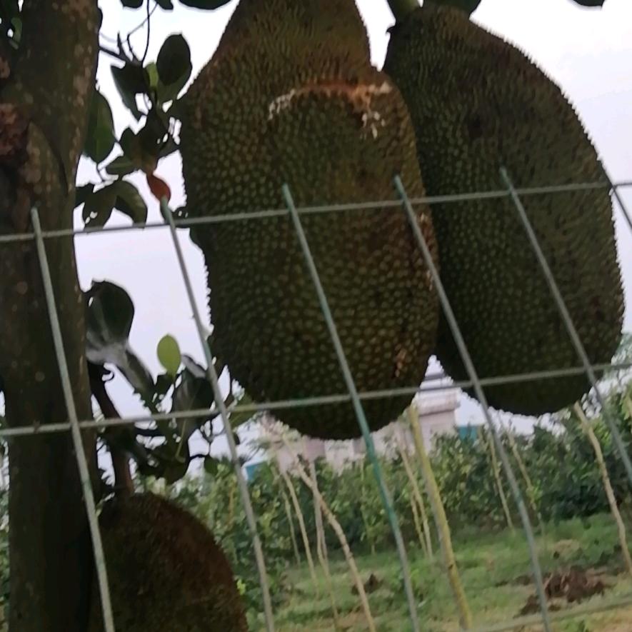 🐉海边看海9188