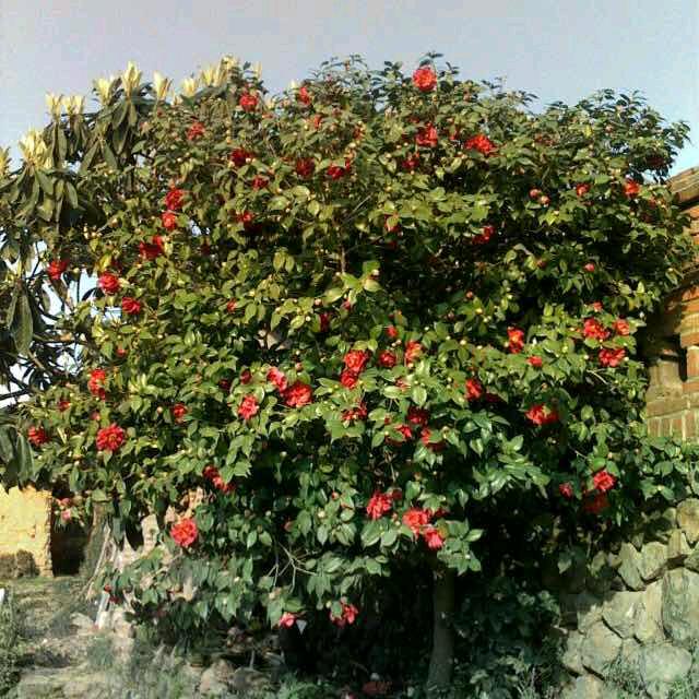 初见乍惊欢，久处亦怦然。