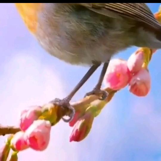 最真的梦🎸爱K歌🎤（拒绝私聊）