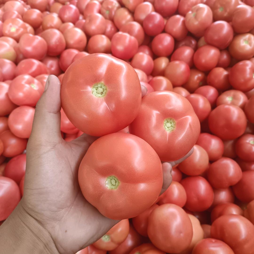 番茄代收种子种苗唐矿1999598754