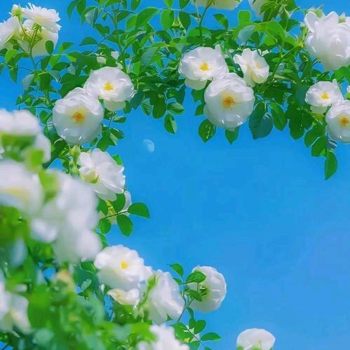 安安