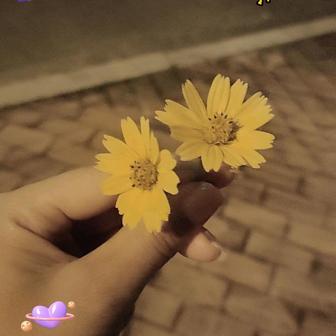 🌹🌹🌹