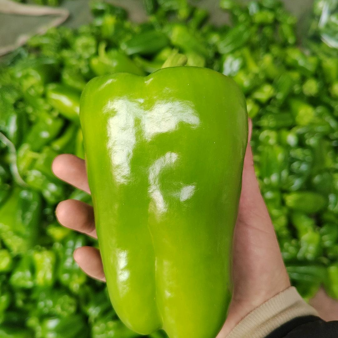山东商河太空椒尖椒～绿源蔬菜供应链