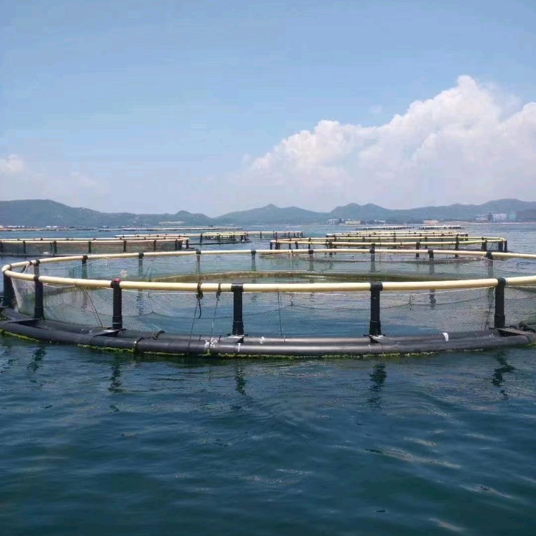 网后🐟生