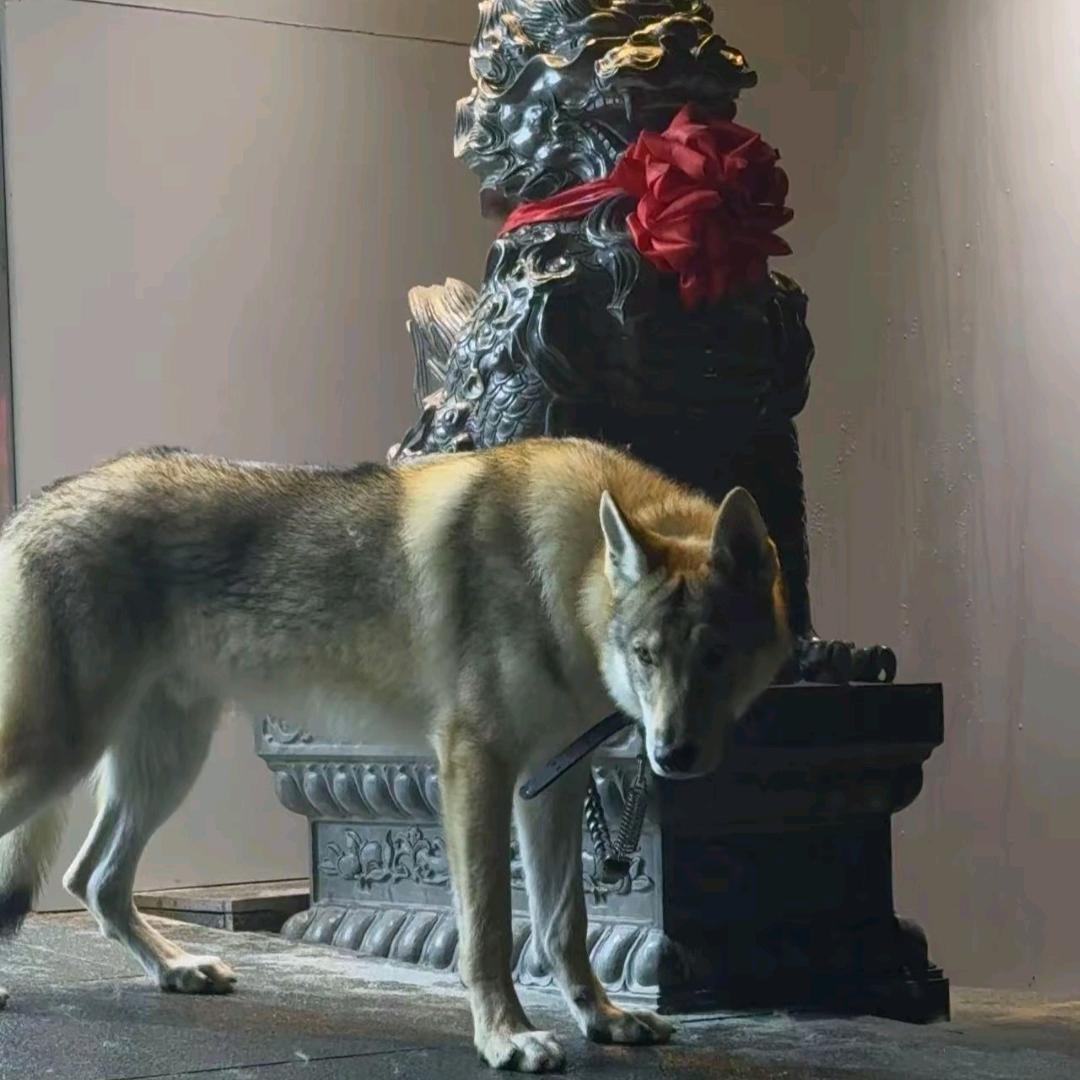 元湖捷克狼犬