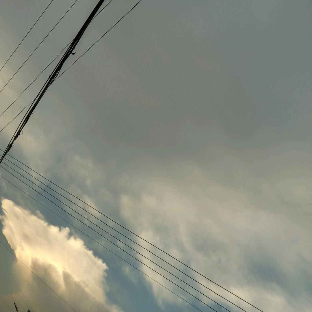 枝