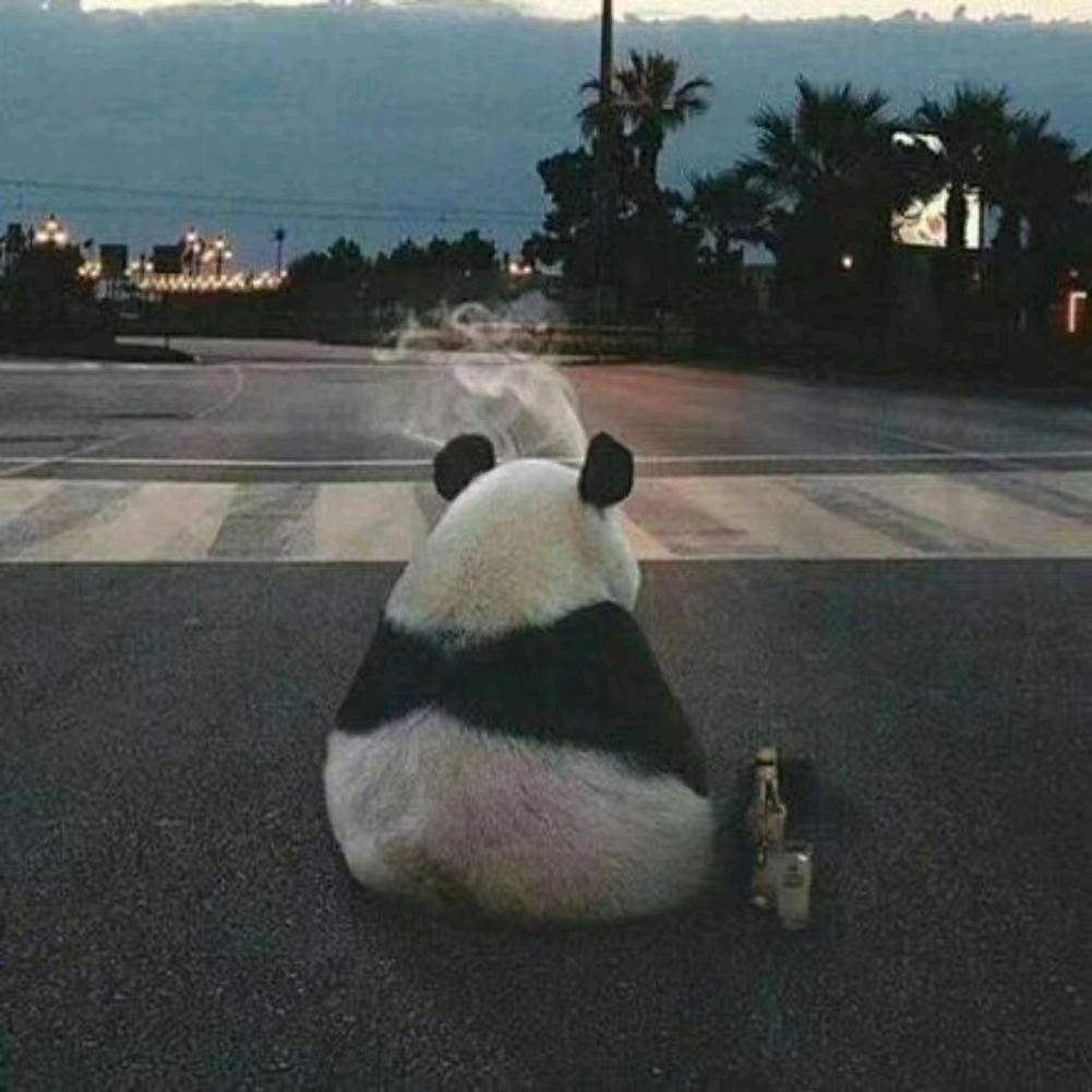 心向阳光🌸