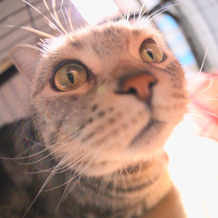 瓜籽（尼康人像📸）