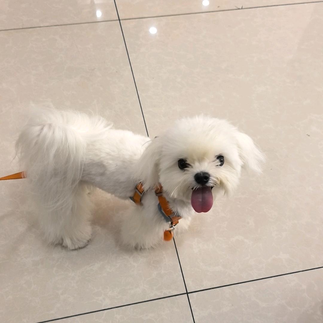 毛孩子（小马）