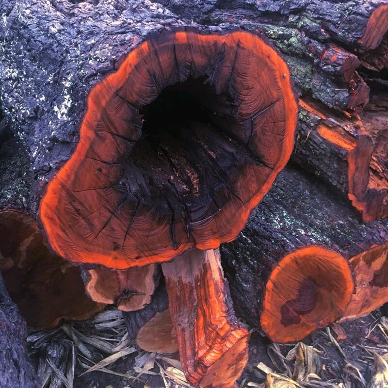 聚缘阁雷击枣木