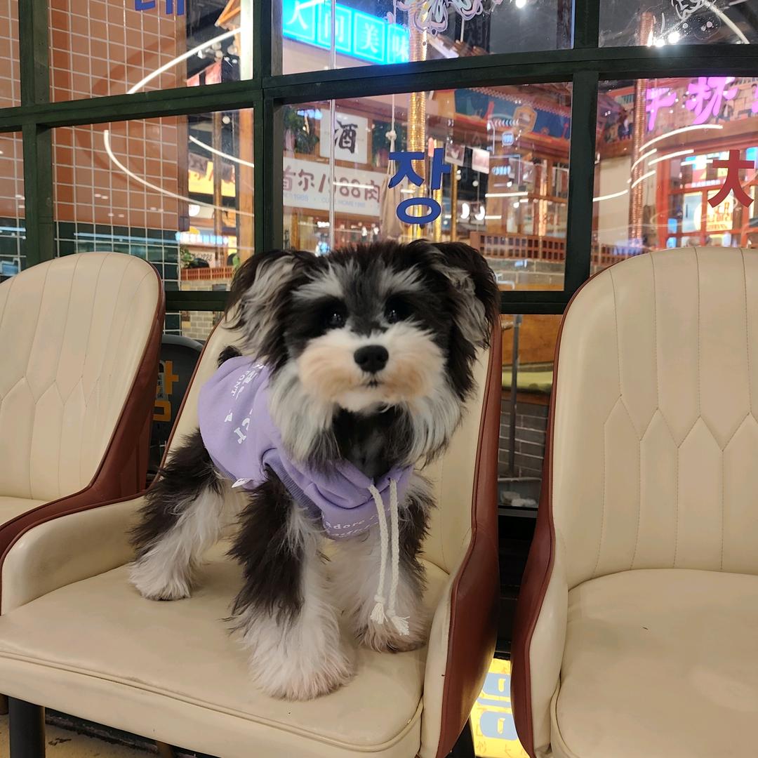 A萌宠🐶舍繁殖 阳泉