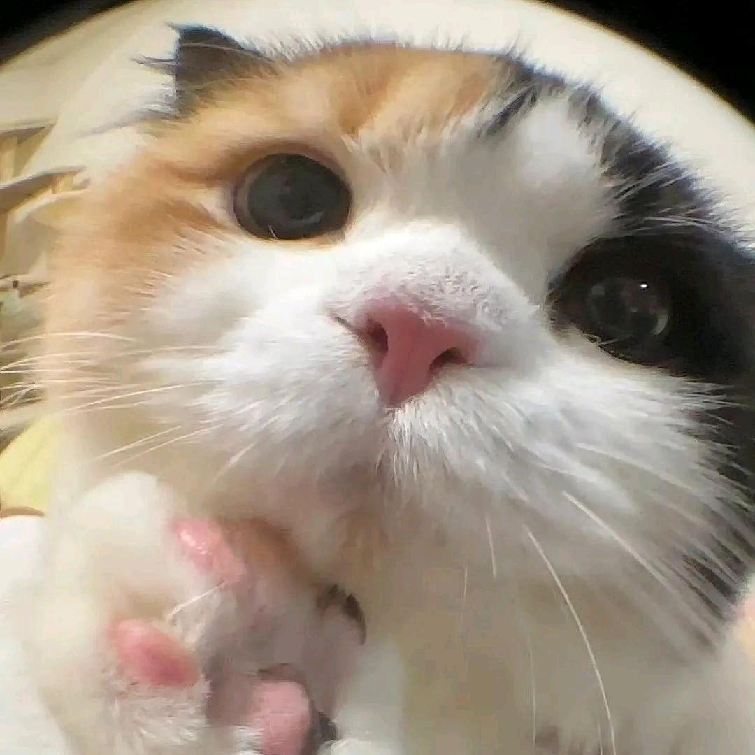 开心小喵～