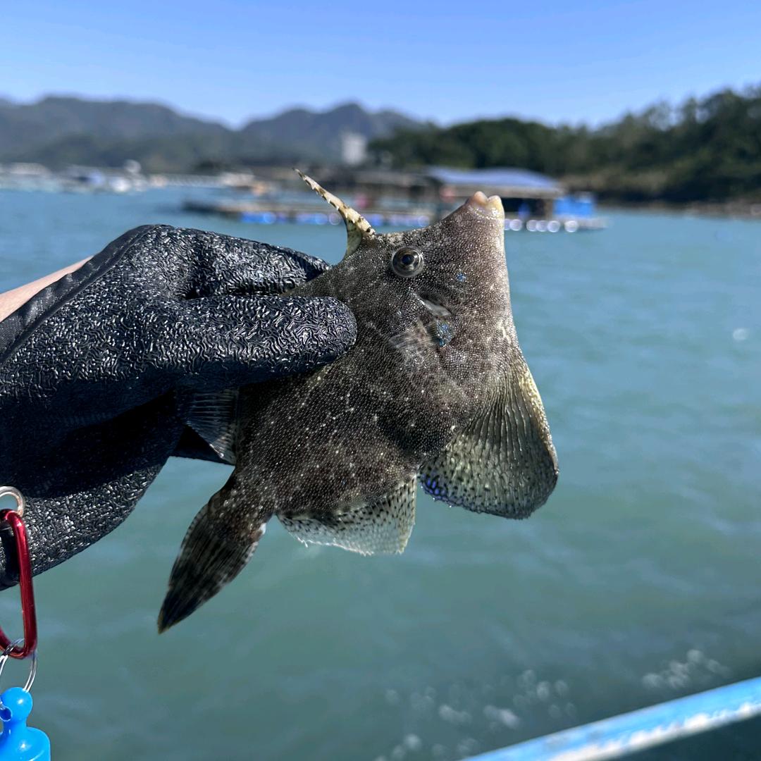 🪅SHUAISHUIA美包