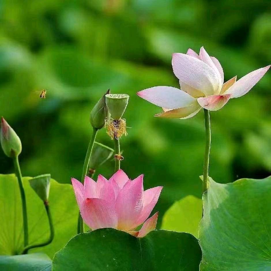 愿做菩萨那朵莲