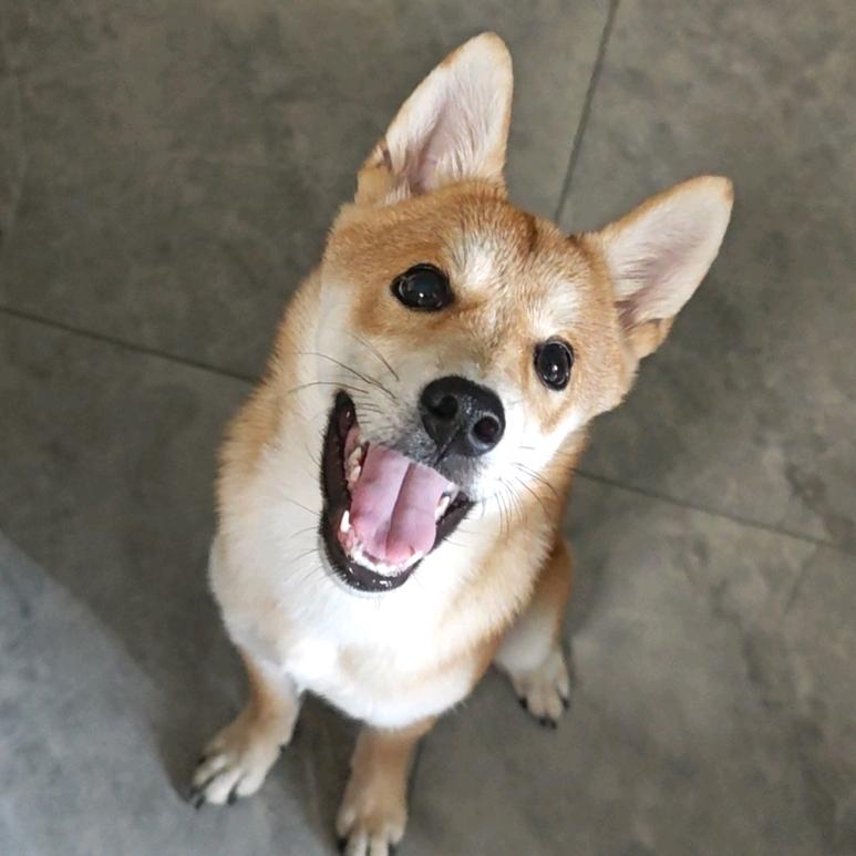 要只小狗