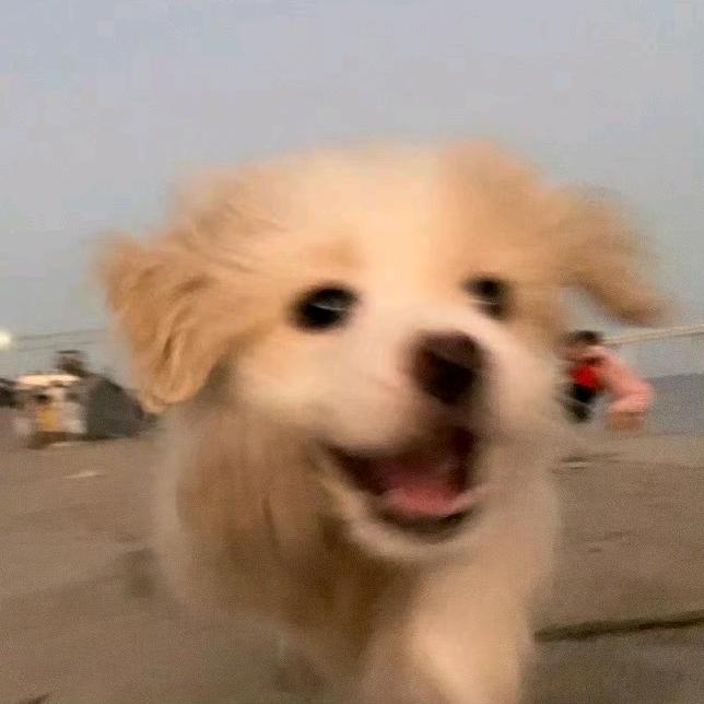 卷毛鸡蛋