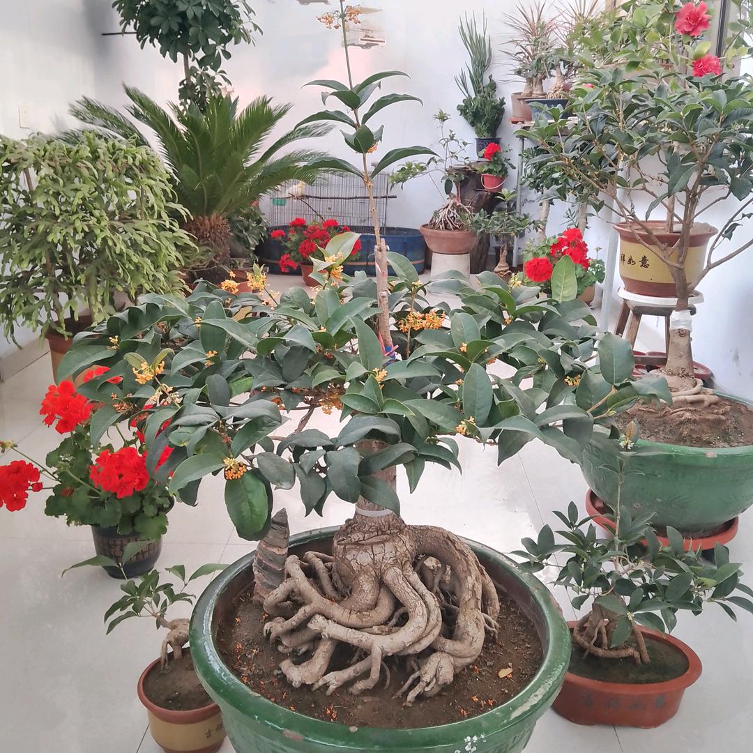 A笑看红尘