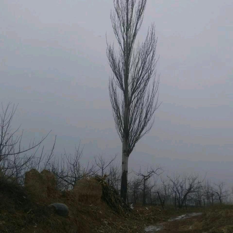 苹果乡人