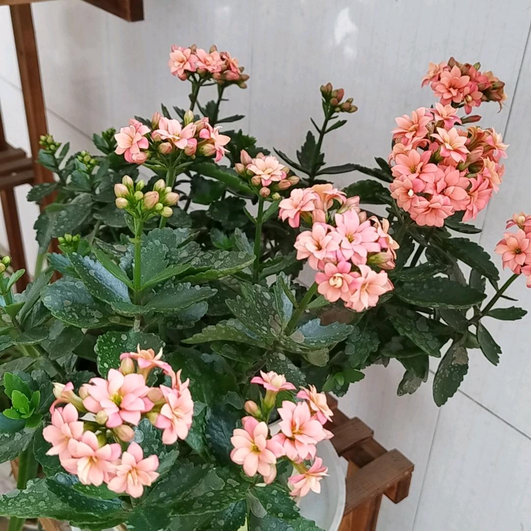 铜钱草