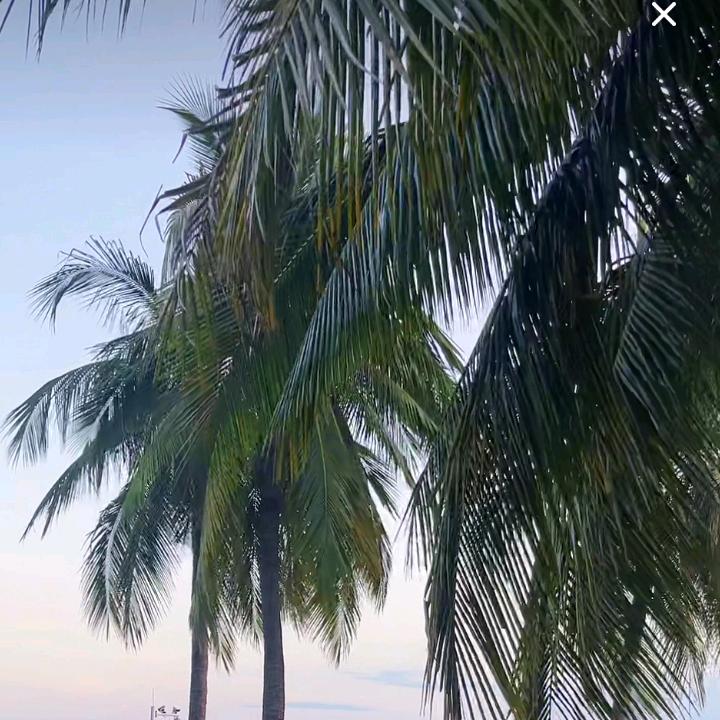 南风宸