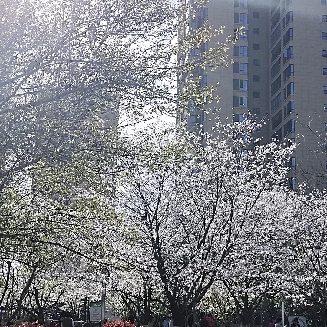 竹风雅梦