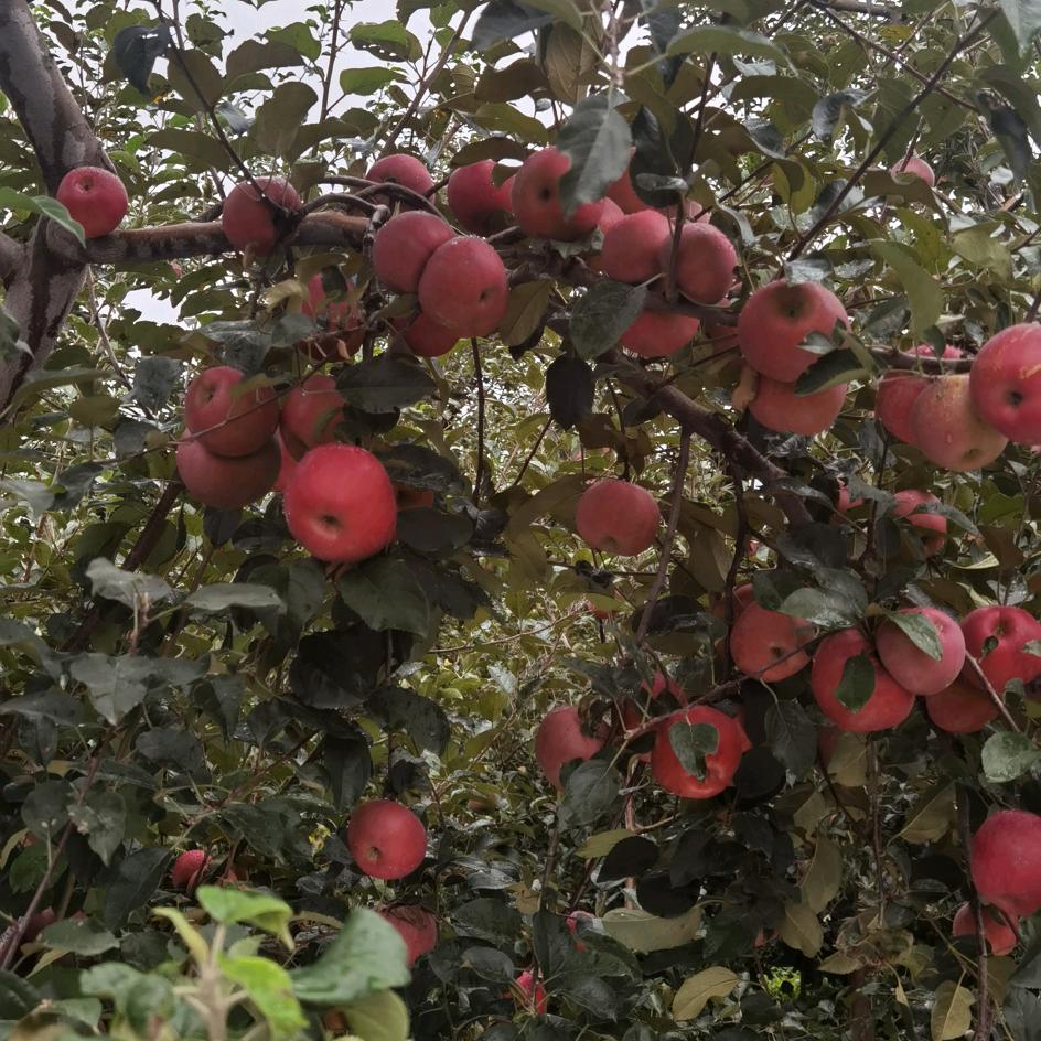 刘鲜生蔬果优选