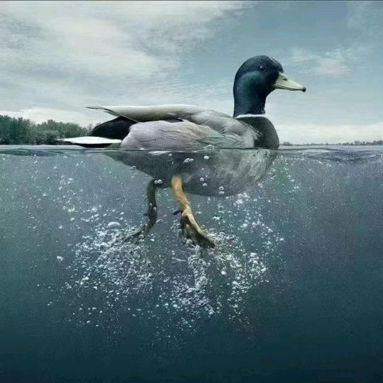 南风子