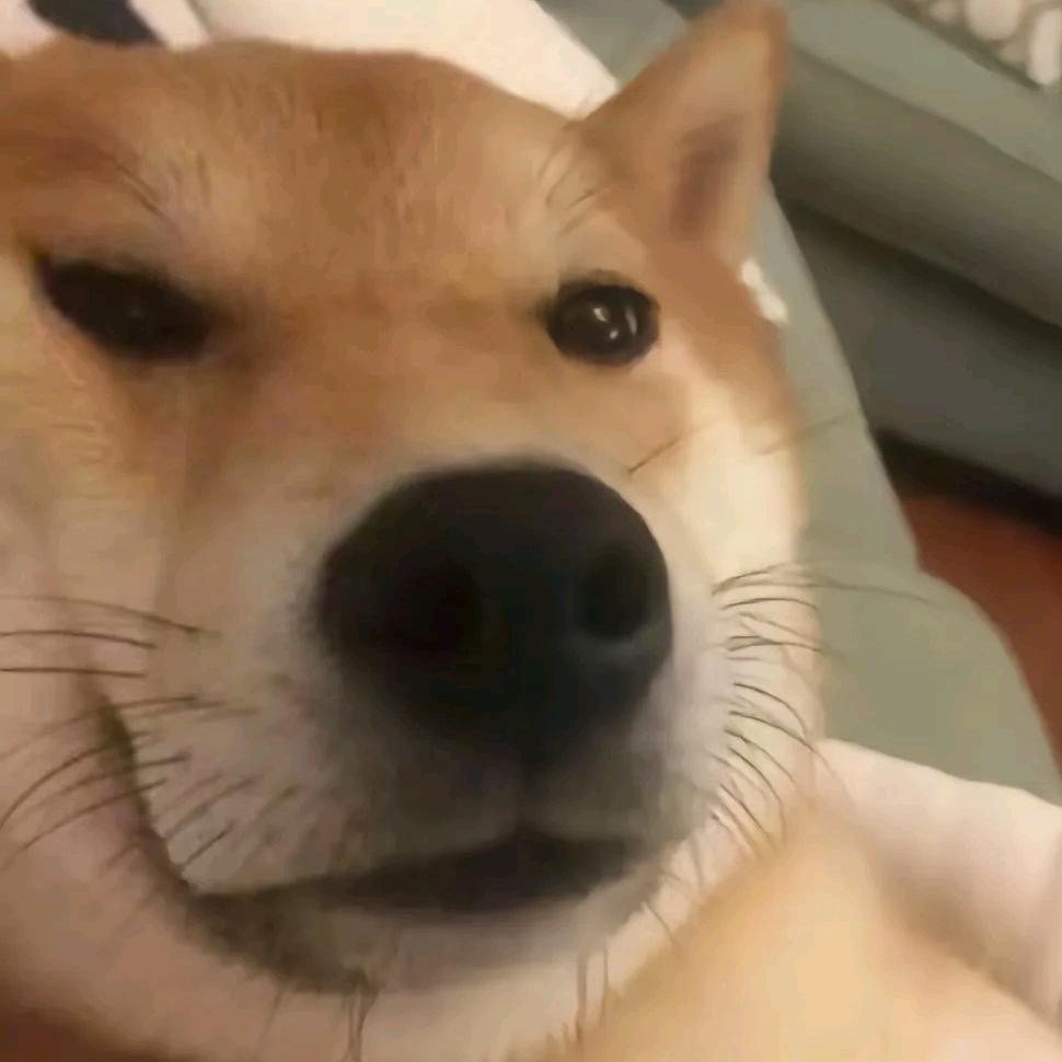 钉耙猫