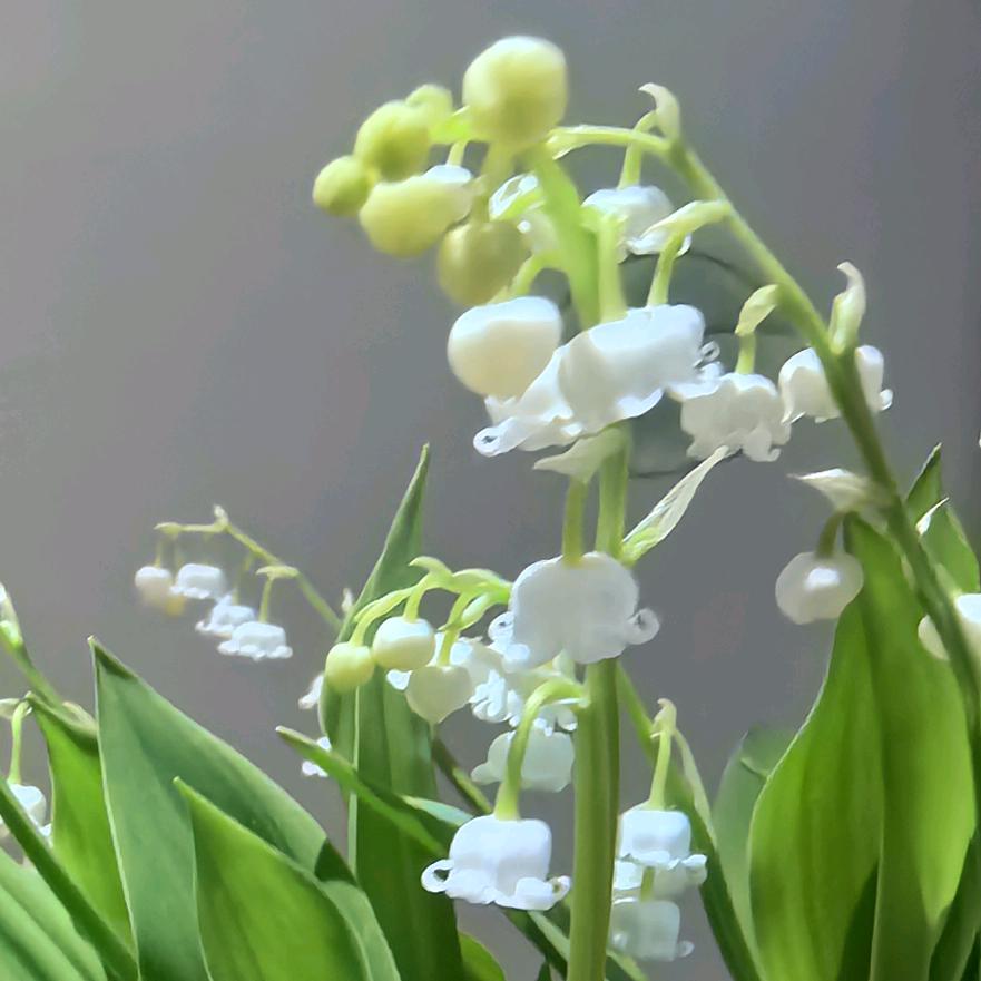 紫色铃兰