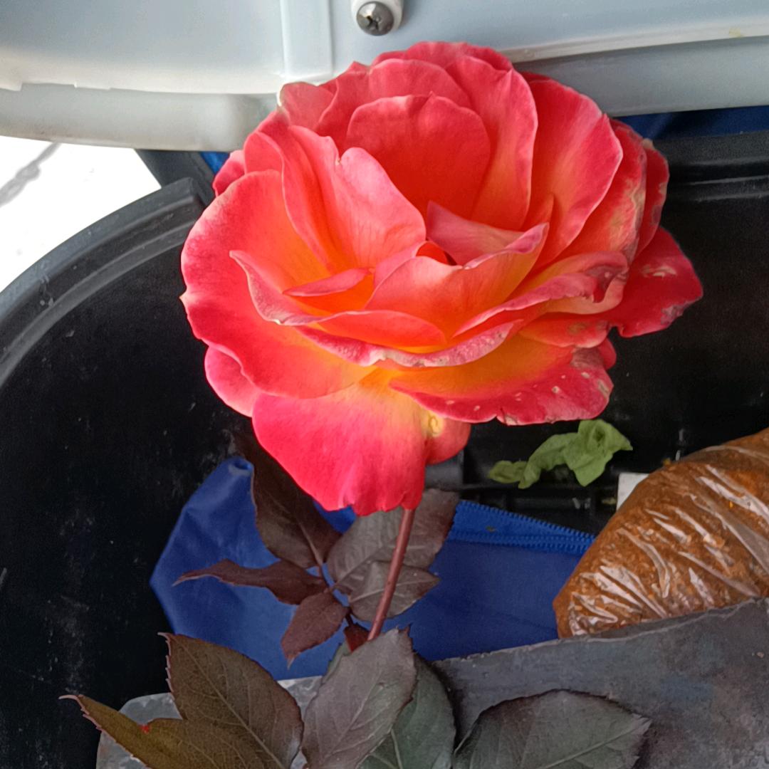 柒陆年云南远嫁，艳