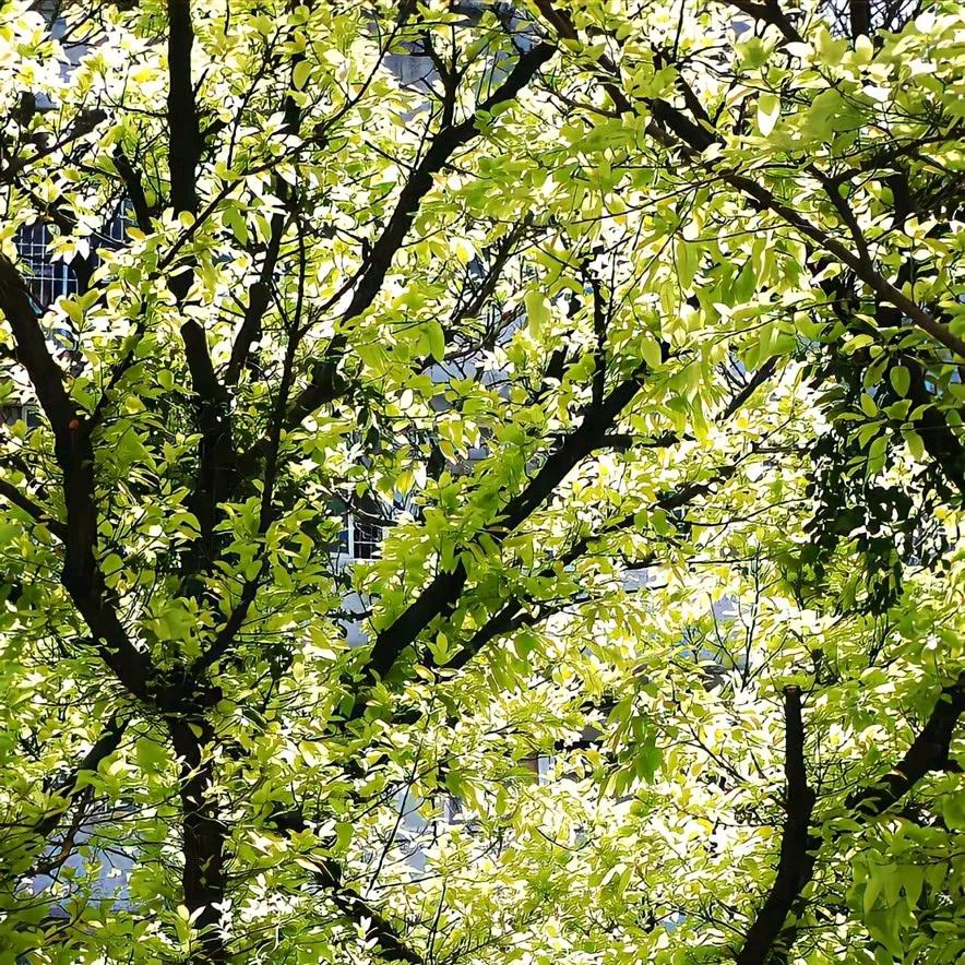 嵩山少林武校（招生 咨询）