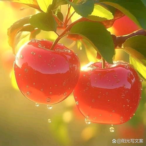 豆豆宝贝