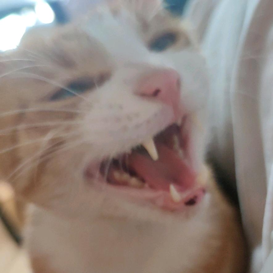 这橘怎么猫里猫气的