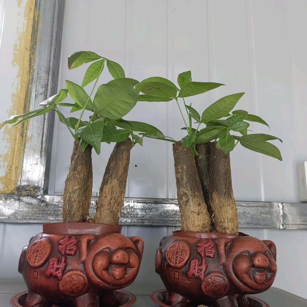 新人首播，多多指教