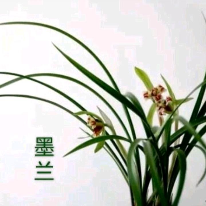 墨兰