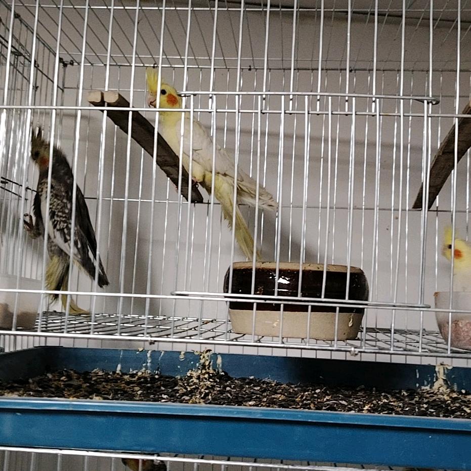 养玄凤鹦鹉日常