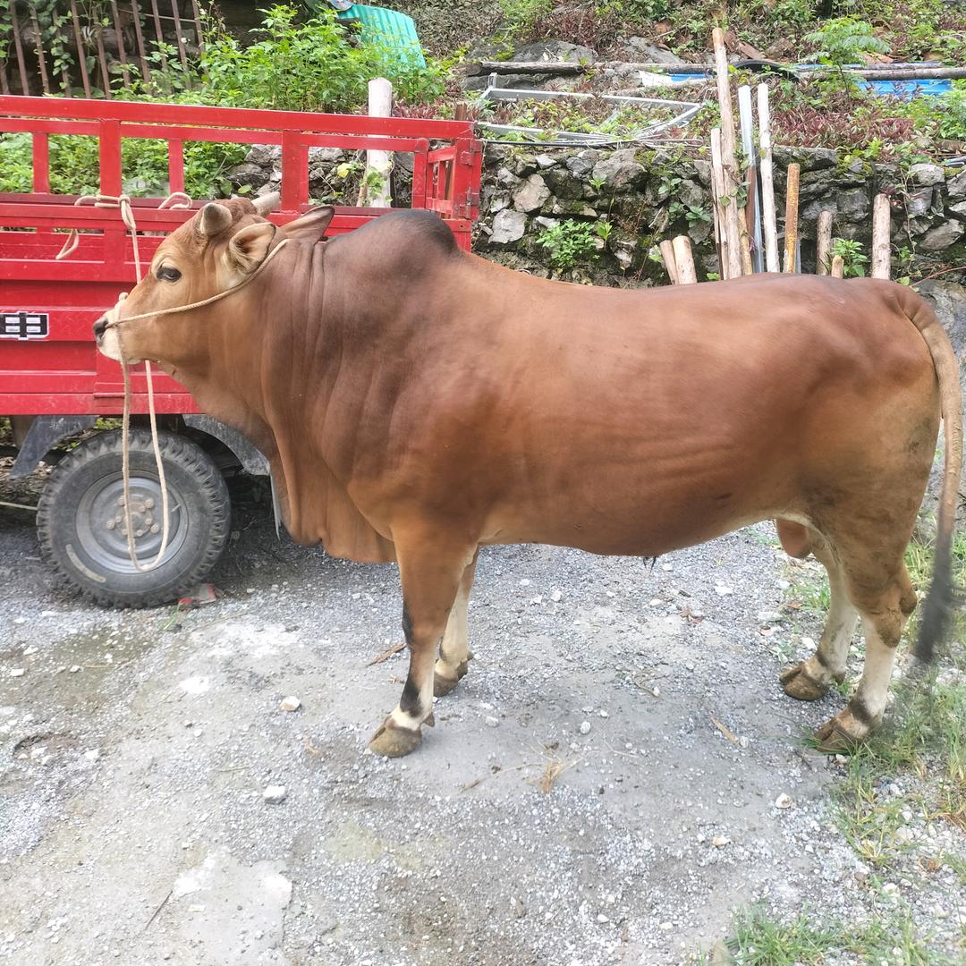 ꧁独自♡成魔꧂