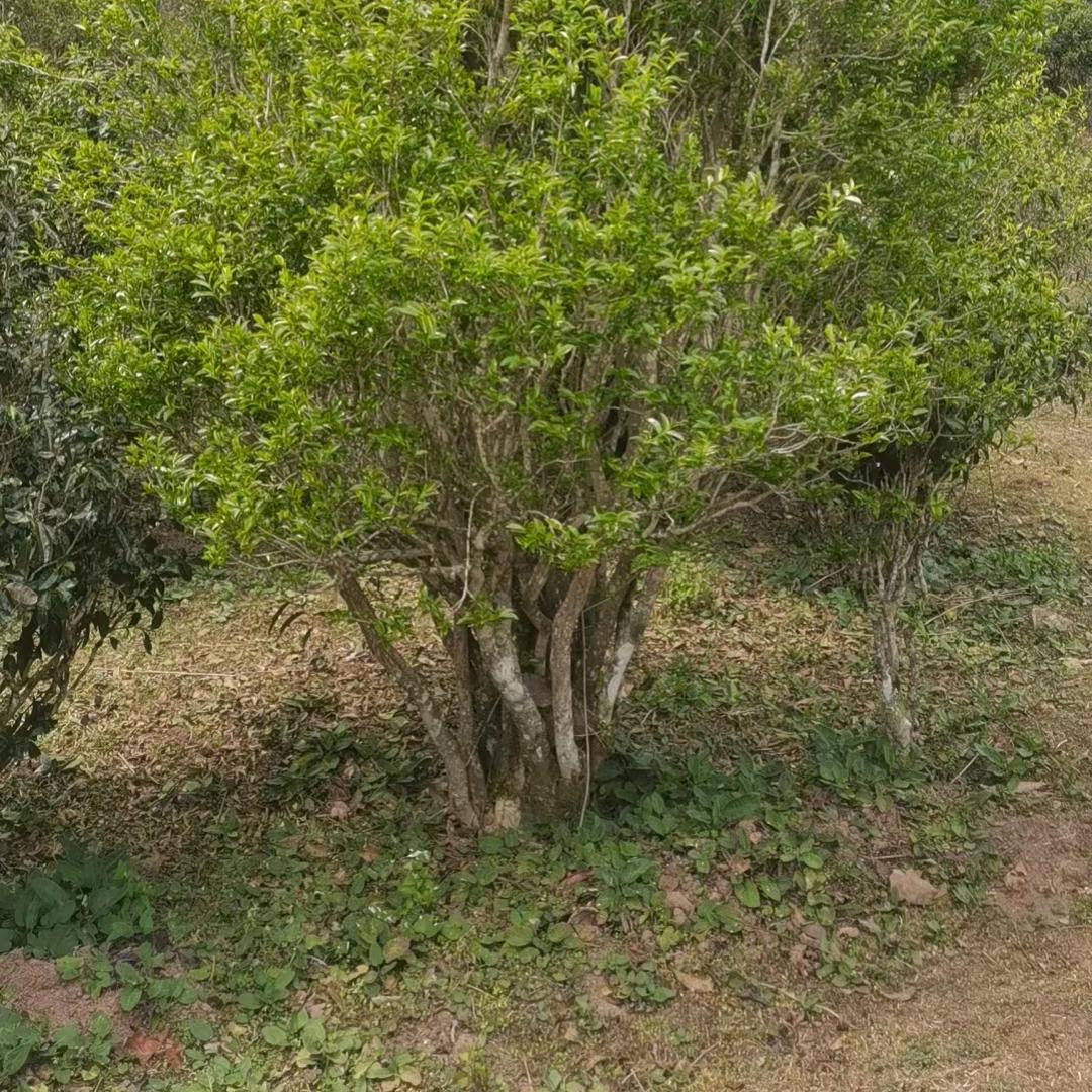 老乌山添元古茶坊